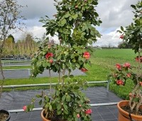 Camellia japonica 'Tomorrow Park Hill' - Camellia japonica 'Tomorrow Park Hill' - 1714