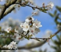 Prunus domestica 'Sanctus Hubertus' - Pruim 'Sanctus Hubertus' - 1