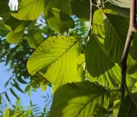 Sorbus wardii - Lijsterbes - 4