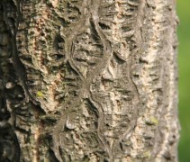 Phellodendron amurense