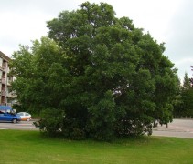 Quercus x turneri 'Pseudoturneri'