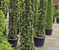 Taxus baccata 'Fastigiata Aurea' - Ierse Taxus 'Fastigiata Aurea' - 1