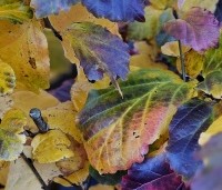 Parrotia persica 'Cherry Tips' - Perzisch IJzerhout 'Cherry Tips' - 1
