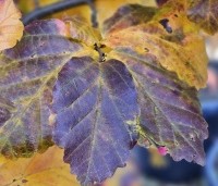 Parrotia persica 'Cherry Tips' - Perzisch IJzerhout 'Cherry Tips' - 2