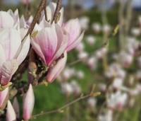 Magnolia soulangeana - Magnolia soulangeana - 3