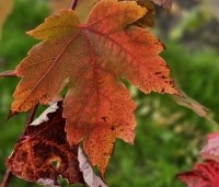 Acer x freemanii 'Autumn Blaze' - Acer x freemanii 'Autumn Blaze' - 1