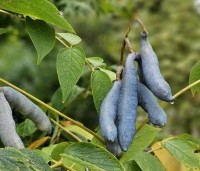 Decaisnea fargesii - Augurkenstruik - 2