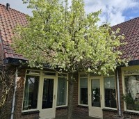 Pyrus calleryana 'Chanticleer' - Sierpeer - organische dakvorm