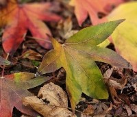 Liquidambar styraciflua 'Oakville Highlight' - Zuilvormig groeiende amberboom - herfstkleuren
