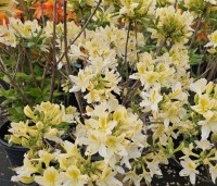 Rhododendron (AP)  'Daviesii' - Azalea 'Daviesii' - 2