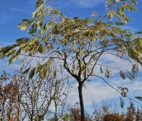 Albizia julibrissin - Perzische slaapboom - herfstblad