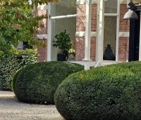 Taxus baccata - Venijnboom - september 2024