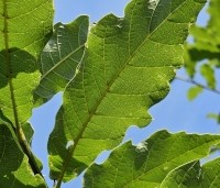 Quercus rhysophylla 'Maya' - Mexicaanse Eik - 2
