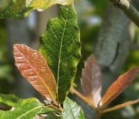 Quercus rhysophylla 'Maya' - Mexicaanse Eik - 3