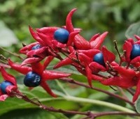 Clerodendrum trichotomum fargesii - Clerodendrum trichotomum  - bloei in september. blauwe bessen