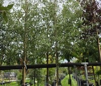 Alnus glutinosa 'Imperialis' - Varenbladige zwarte Els - 1