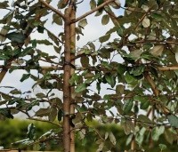 Elaeagnus ebbingei - Olijfwilg - 2