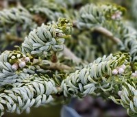 Abies koreana 'Silberlocke' - Koreaanse zilverspar - 1