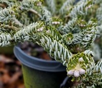 Abies koreana 'Silberlocke' - Koreaanse zilverspar - 2