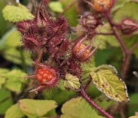 Rubus phoenicolasius - Japanse wijnbes - 1