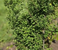 Spiraea x cinerea 'Grefsheim' - Spierstruik  'Grefsheim' - 2