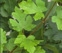 Acer campestre 'Green Column' - Zuilvormige veldesdoorn - 7