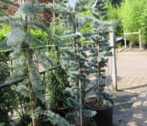 Cedrus libani Glauca