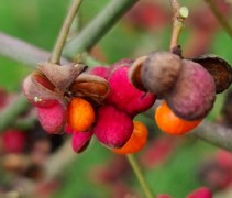 Euonymus Europaeus