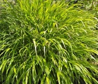 Hakonechloa macra - Japans siergras - 1