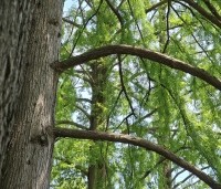 Taxodium distichum - Moerascypres - 7