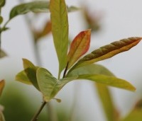 Nyssa sylvatica 'Wildfire' - Nyssa sylvatica 'Wildfire' - uitloop jong blad