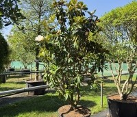 Magnolia grandiflora 'Goliath' - Magnolia grandiflora 'Goliath' - 6