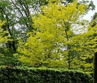Gleditsia triacanthos 'Sunburst' - Valse christusdoorn - juni