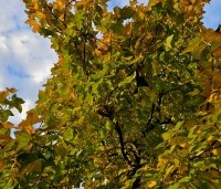Liquidambar formosana var. monticola - Taiwanese amberboom - 5