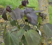 Catalpa erubescens 'Purpurea' - Purperkleurige trompetboom - juni