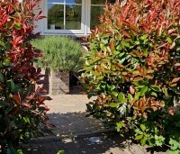 Photinia fraseri 'Red Robin'  - Glansmispel - 1
