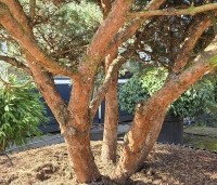 Pinus sylvestris 'Watereri' - Dwerg grove den 'Watereri' - 2