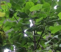 Paulownia tomentosa 'Hulsdonk' - Anna Paulownaboom 'Hulsdonk' - 2
