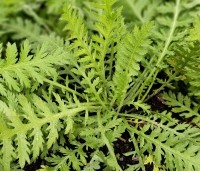 Achillea filip. 'Cloth of gold' per kist á 24 st   - Duizendblad geel - 1