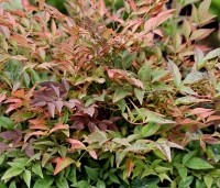 Nandina domestica 'Obsessed' - Hemelse bamboe 'Obsessed' - 1