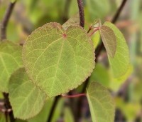 Cercidiphyllum japonicum  - Katsuraboom - 2