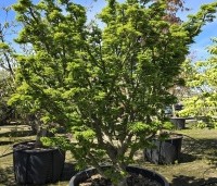 Acer palmatum 'Shishigashira' - Japanse Esdoorn 'Shishigashira' - 1