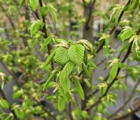 Carpinus betulus 'Lucas' - Zuilvormige haagbeuk - 2