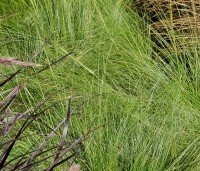 Stipa tenuissima 'Ponytails' - Vedergras 'Ponytails' - 2