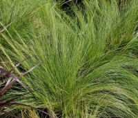 Stipa tenuissima 'Ponytails' - Vedergras 'Ponytails' - 1
