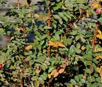 Rosa canina - Hondsroos - 1