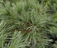 Pinus monticola 'Ammerland' - Westerse witte den - 3
