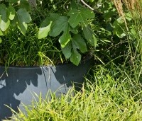 Carex morrowii 'Irisch Green'  - Japanse zegge 'Irish Green' - voorgrond en in de pot