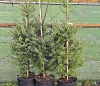 Pseudotsuga menziesii - Douglasspar - 1