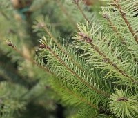 Pseudotsuga menziesii - Douglasspar - 2